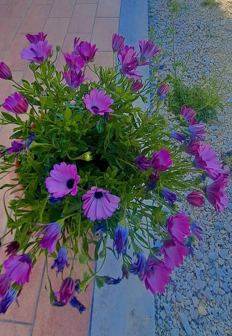 Agriturismo Maremma Amara ساتورنيا المظهر الخارجي الصورة