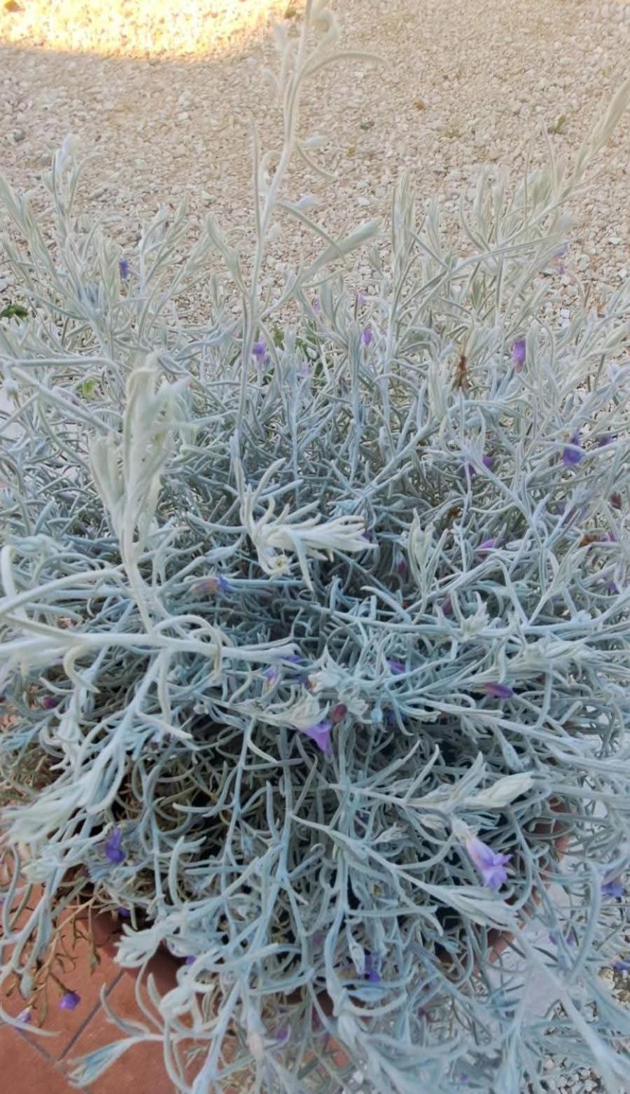 Agriturismo Maremma Amara ساتورنيا المظهر الخارجي الصورة