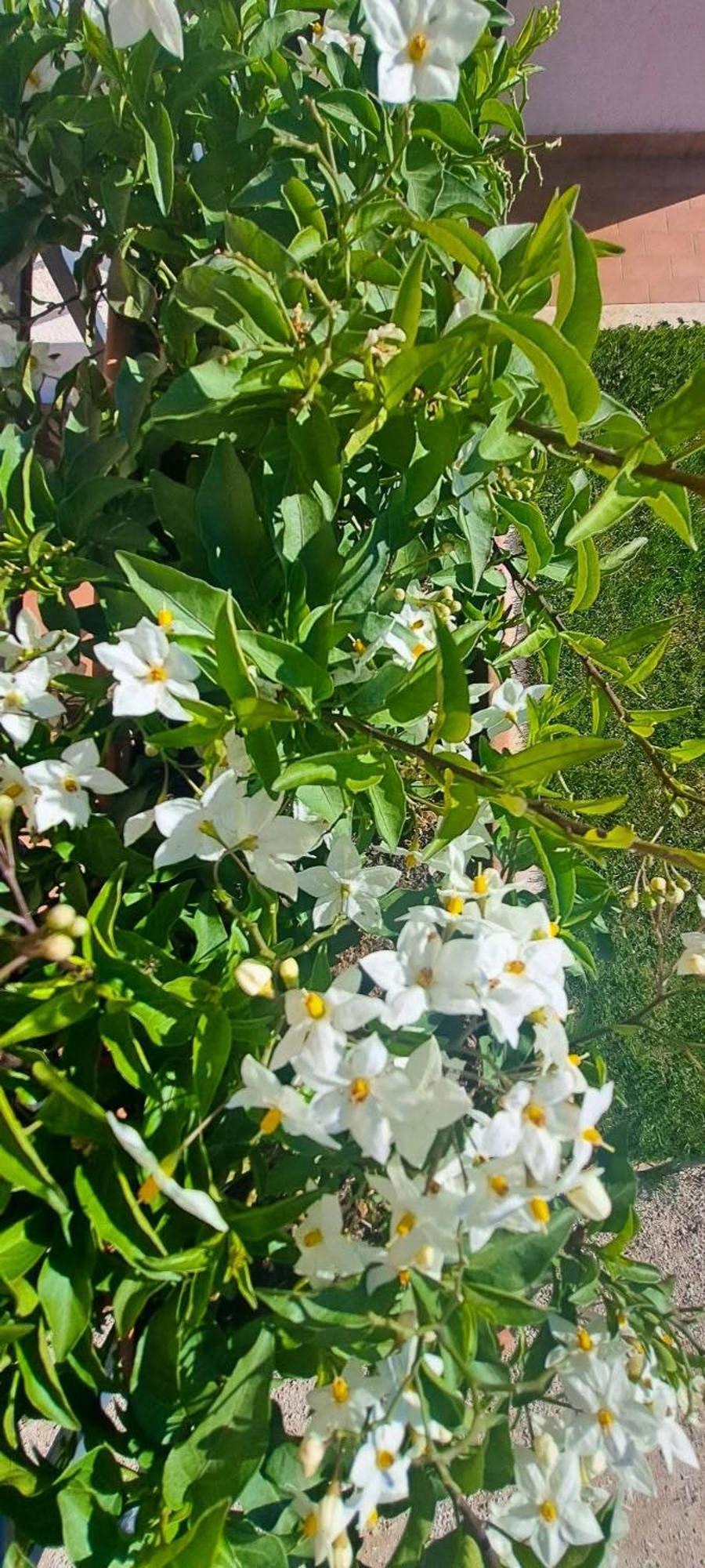 Agriturismo Maremma Amara ساتورنيا المظهر الخارجي الصورة